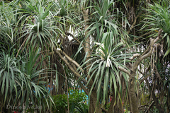 Pandanus fascicularis